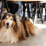 Trabaja con tu Mascota en NEWO: El Mejor Coworking Pet-Friendly en Medellín